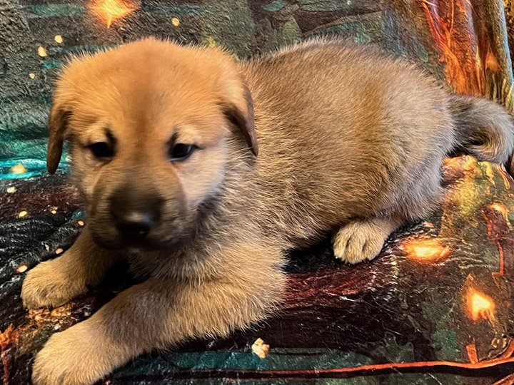chinook puppy